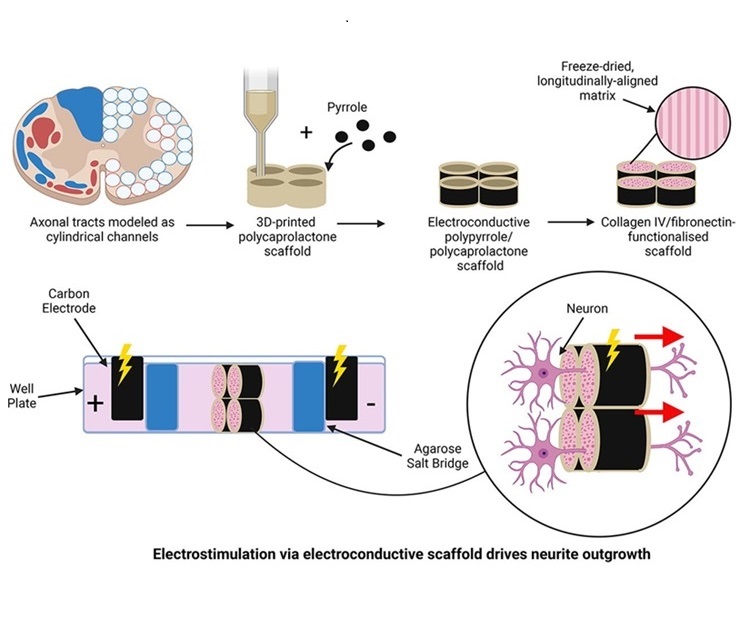 Imagen: La electroestimulación a través de un andamio electroconductor impulsa el crecimiento de las neuritas (foto cortesía de Leahy, et al.; doi.org/10.1016/j.mattod.2024.07.015)